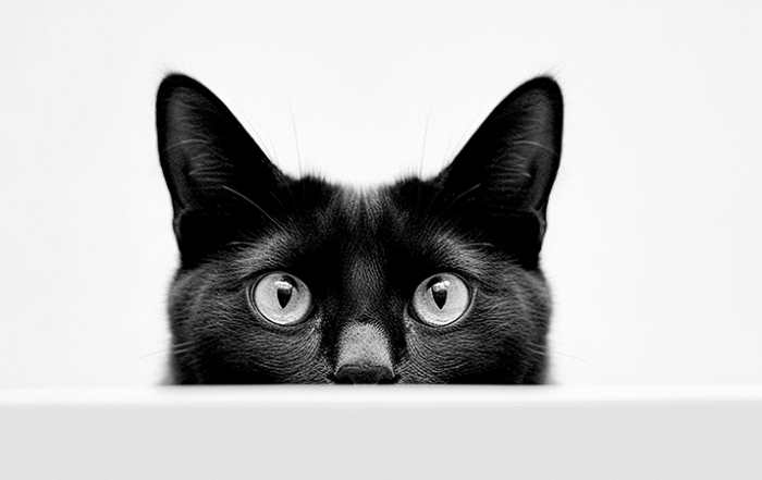 gato